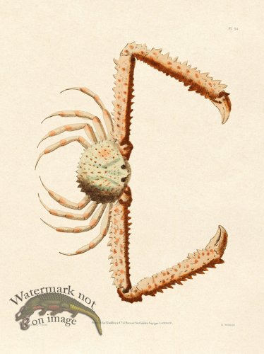 (image for) Shaw Nodder SL 54