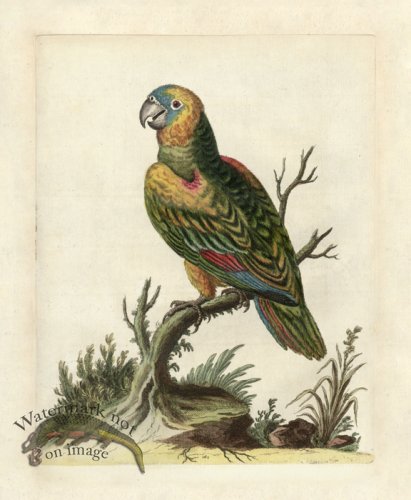 Edwards Parrot 05.jpg