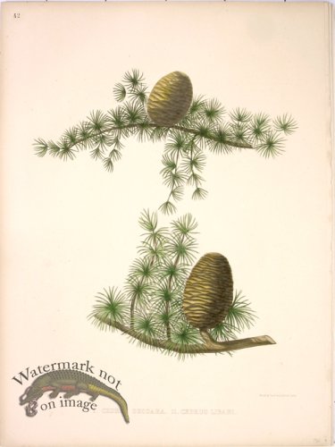 (image for) Lawson Pine Cone 08