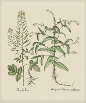 Besler 269 Colored B2