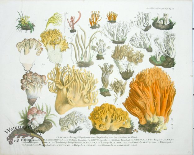 (image for) Mushroom Atlas 17