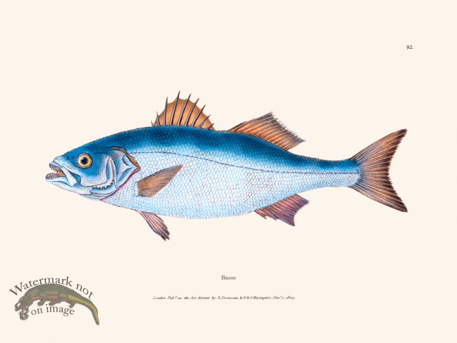 (image for) 092 Basse