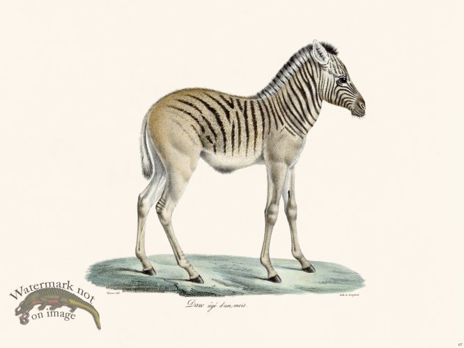 (image for) Cuvier 067 Daw Age Dunmois