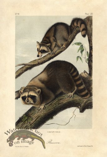 Raccoon