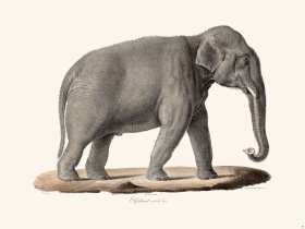 Cuvier 087 Male Elephant