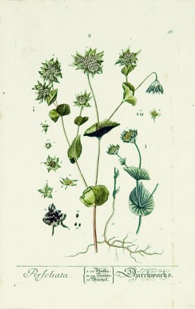 Blackwell German 049