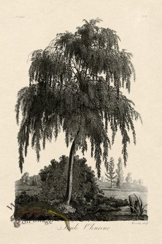 (image for) Defiennes Tree 07