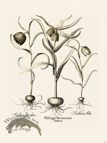 (image for) Besler 057 B1