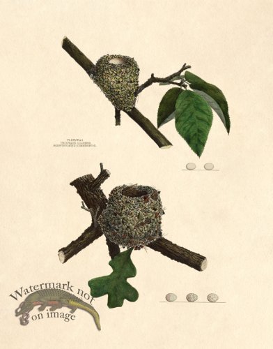 (image for) Eggs of Ohio 025