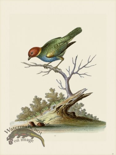(image for) Edwards 023 Redhead Green Finch