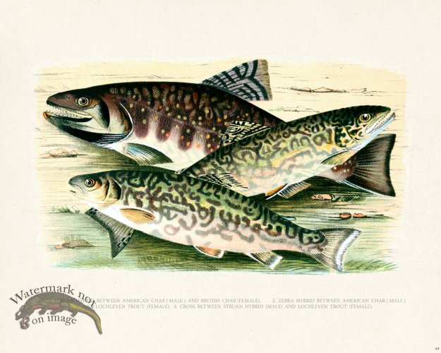 (image for) British FW 49