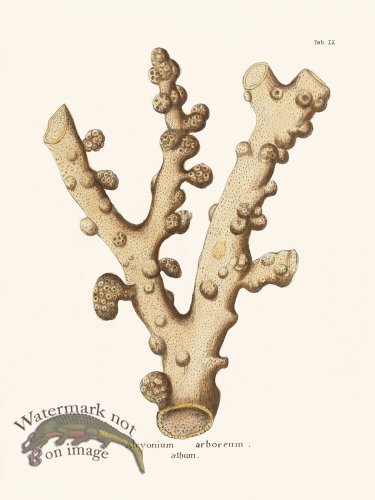 (image for) Esper Coral 009