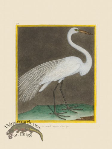 (image for) Martinet Bird 925