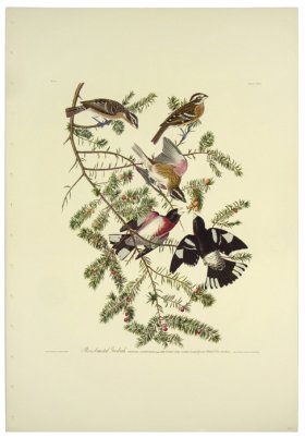 Rose-breasted Grosbeak L.E.