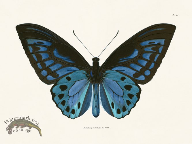 (image for) Nodder BF 49