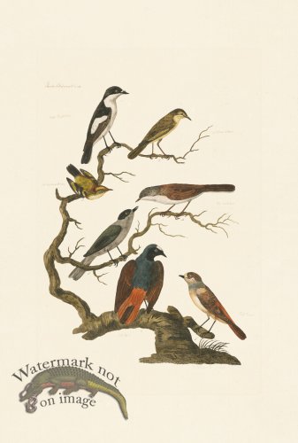 (image for) Pennant Zoology 073