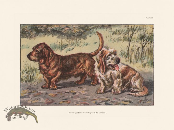 (image for) Les Chiens 054