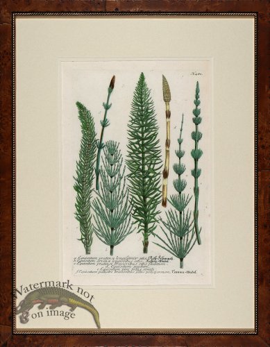 (image for) Weinmann Burl with Gold DM 14