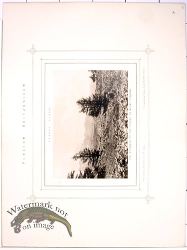 (image for) Lawson Pine Cone 38