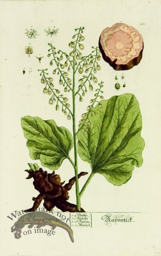 (image for) Blackwell German 020