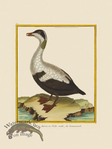 (image for) Martinet Bird 209