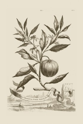 (image for) Abraham Munting 001