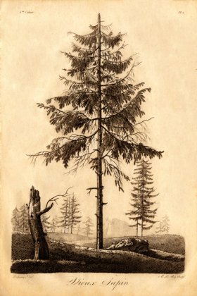 (image for) Defiennes Trees 14 S