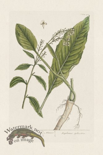 (image for) BEE 415 Horseradish