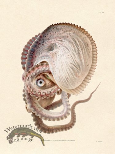 (image for) Shaw Nodder SL 48