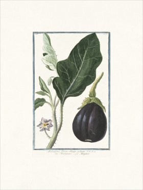 Bonelli 165 Mad apple