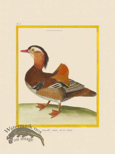 (image for) Martinet Bird 805