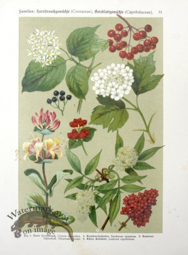 (image for) Botanical Atlas 1911 18