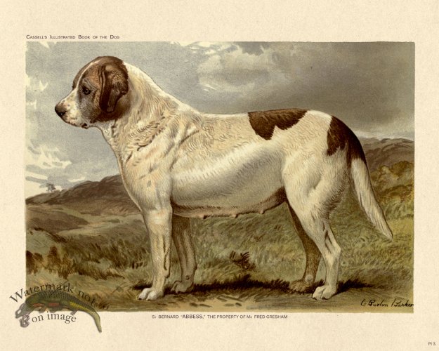 (image for) Cassell Dog 03