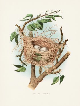 Thomas Gentry Bird 49