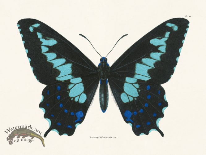 (image for) Nodder BF 48