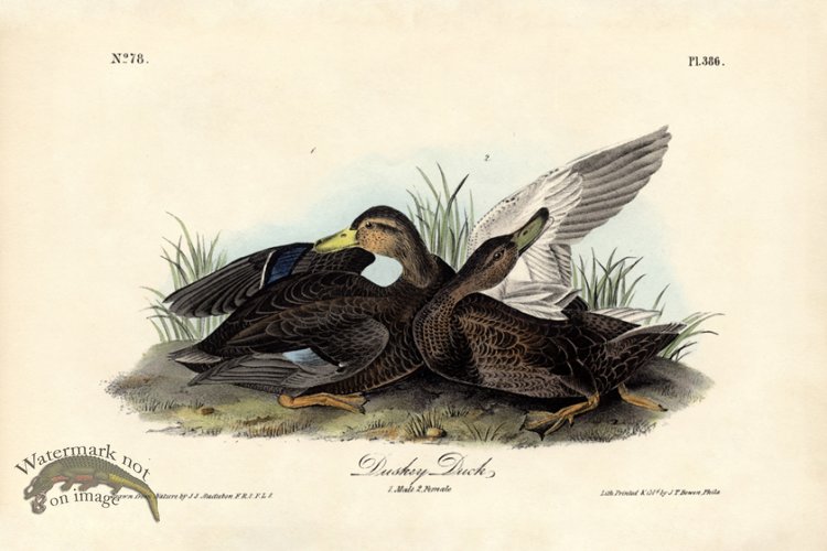 (image for) Duskey Duck