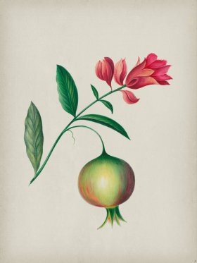 Andean Botanicals 008