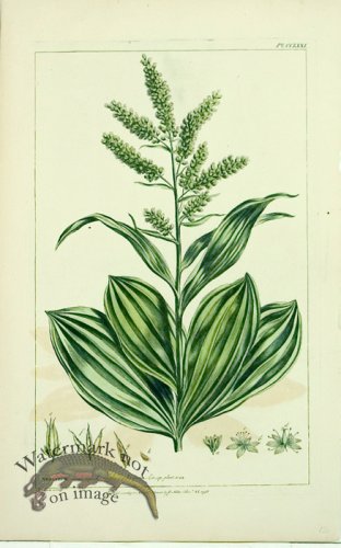 (image for) Philip Miller 106