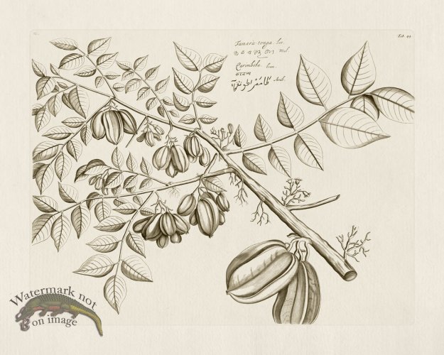 (image for) HORTUS VOl 03 44