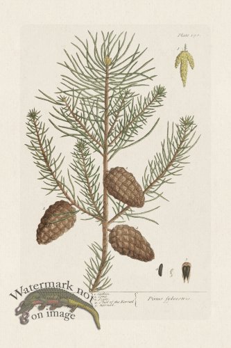 (image for) BEE 190 The Wild Pine