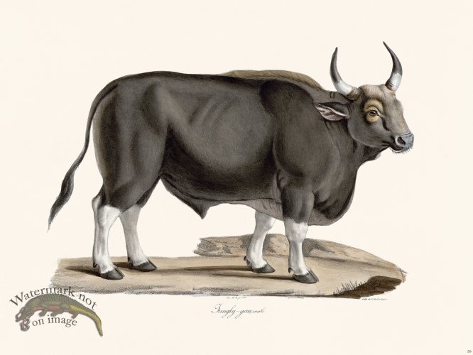 (image for) Cuvier 059 Indian Gaur Bison Male