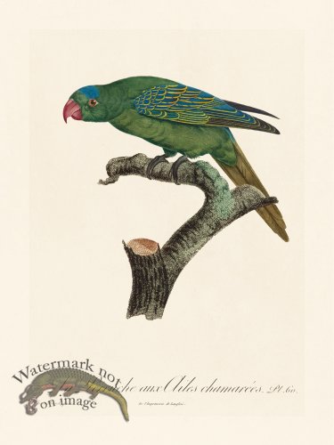 (image for) Barraband Parrot 060