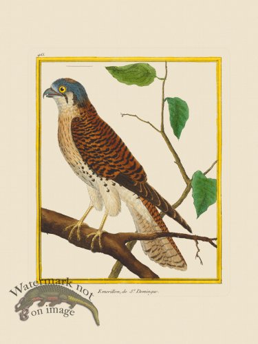 (image for) Martinet Bird 465