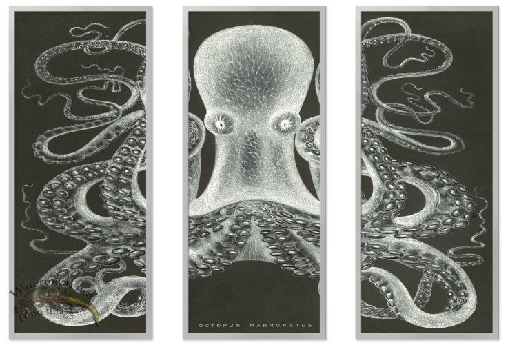 (image for) Octopi Study 01 GrSF