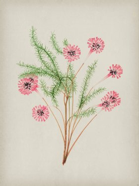 Andean Botanicals 021