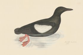 Rudbeck CFA 221 Black Guillemot