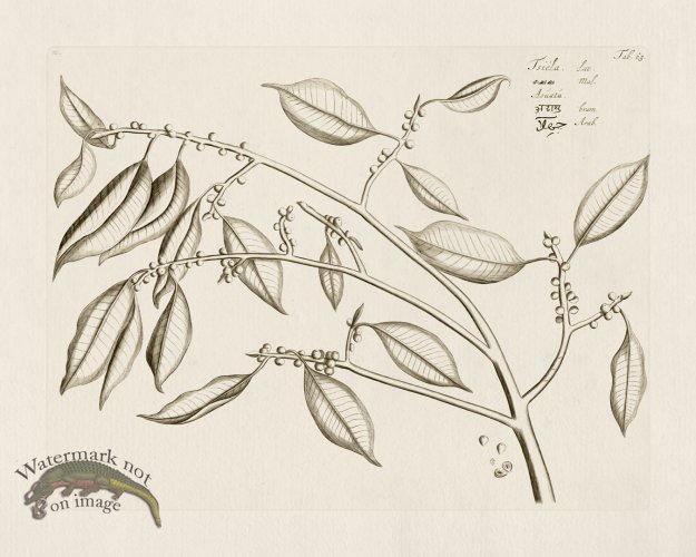 (image for) HORTUS VOl 03 63