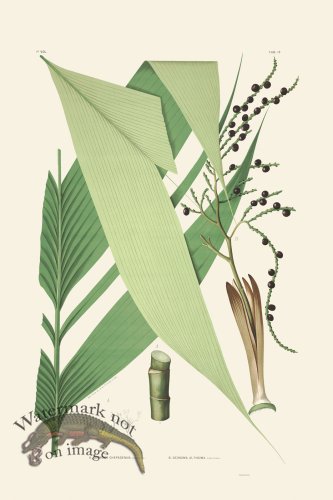 (image for) Rodrigues Palm Front 001