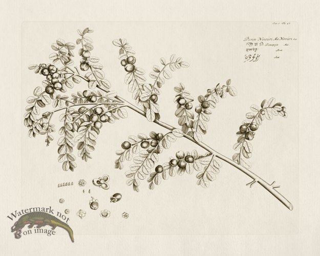 (image for) HORTUS VOl 05 43