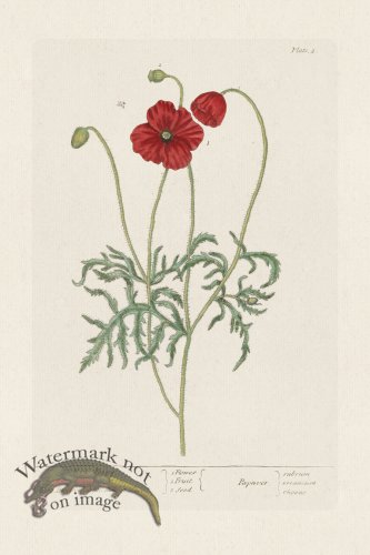 (image for) BEE 002 Red Poppy